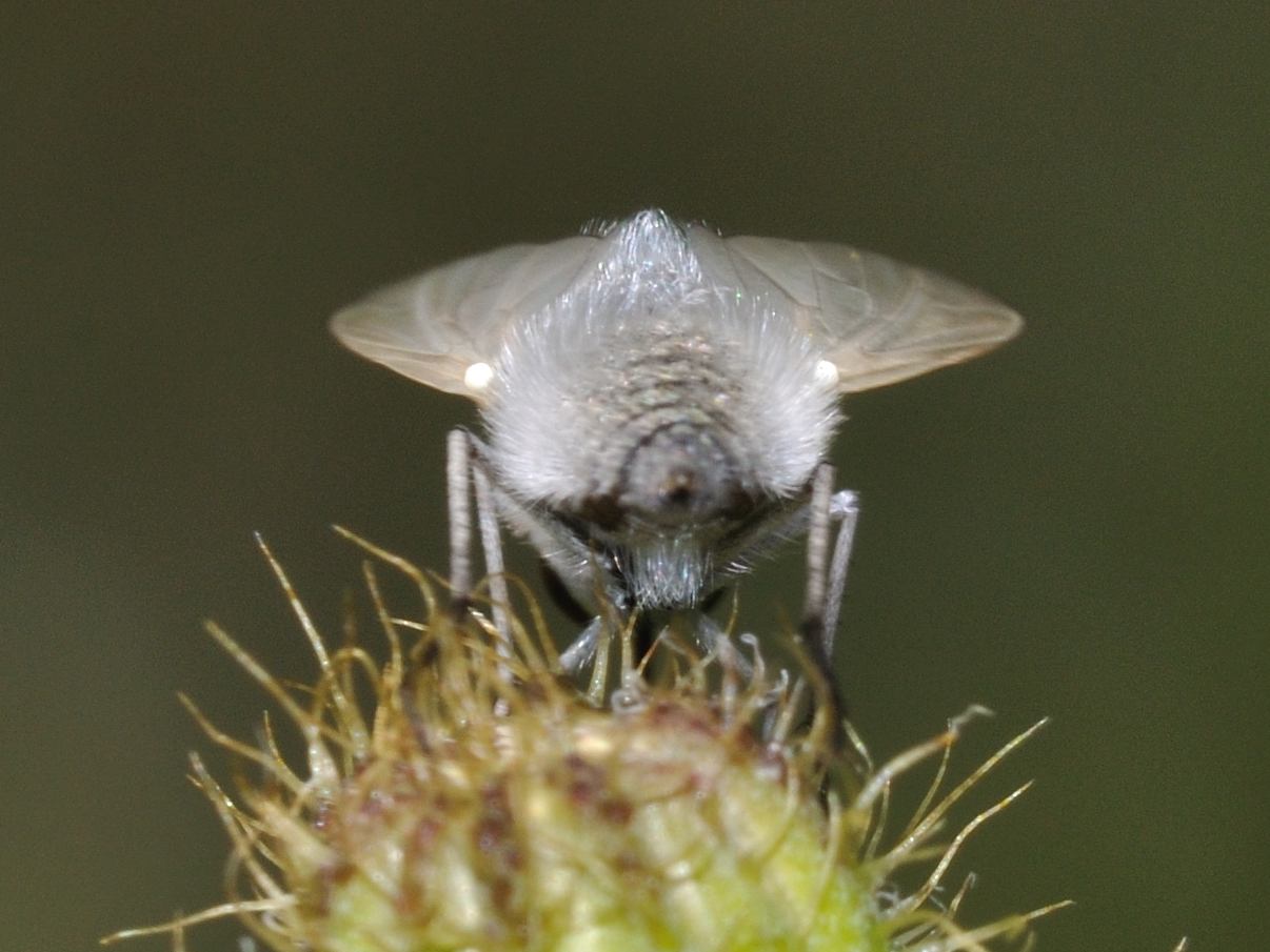 Geron sp. (Bombyliidae)